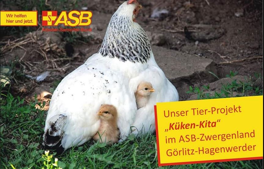 Es gackelt in der Küken-KITA